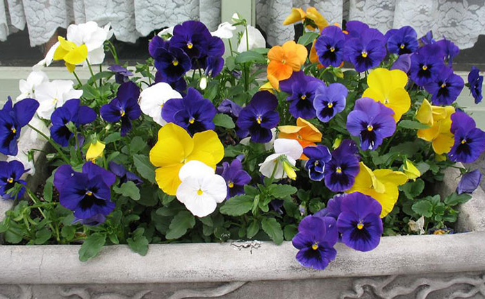 三色堇开花后怎么处理