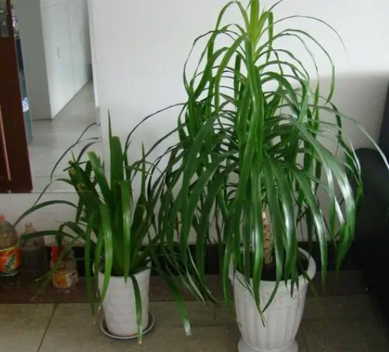 龙血树施肥的方法与注意事项