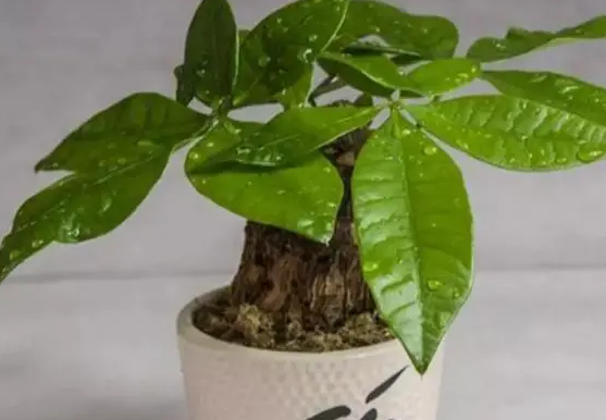 发财树的育苗方法和注意事项