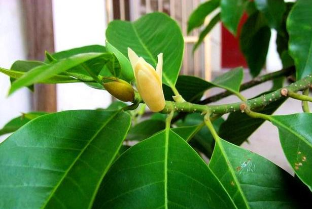 白兰花扦插时间和方法