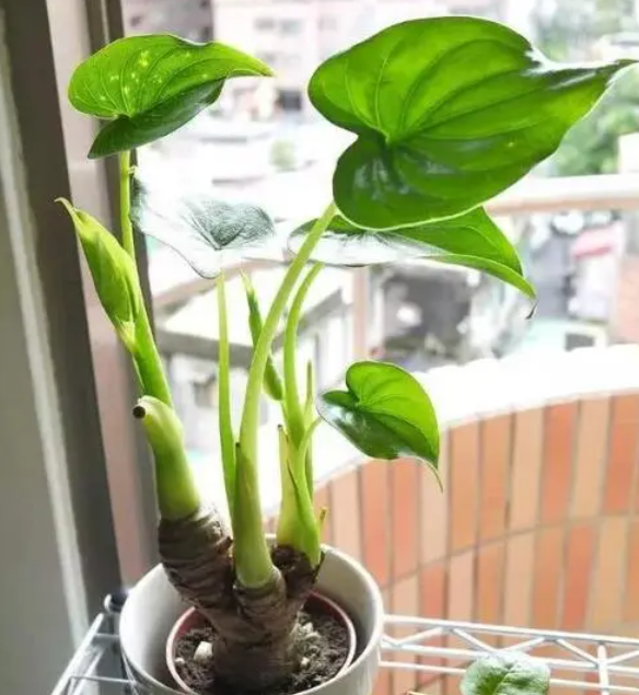 滴水莲花有毒吗