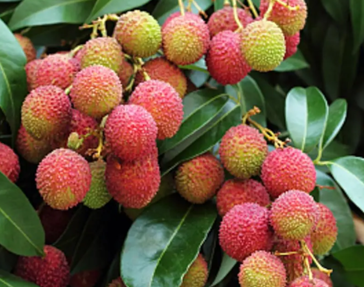 荔枝树在河南能不能结果