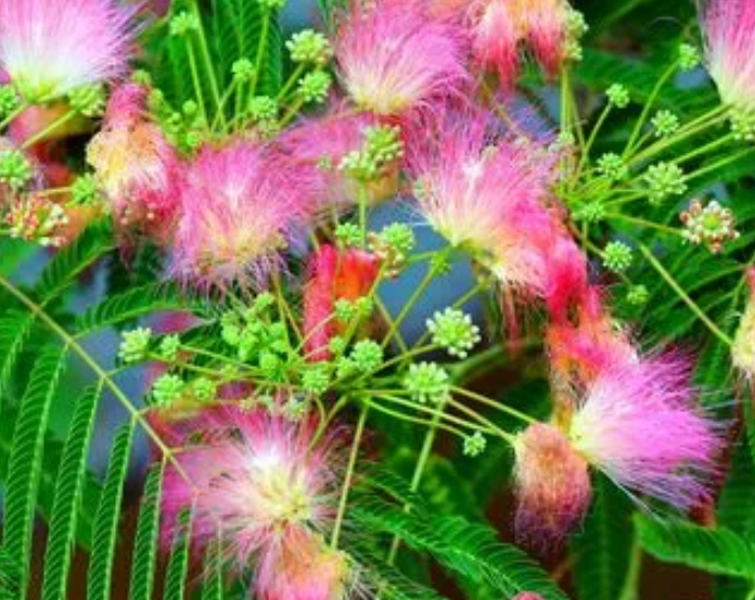 合欢树什么时候修剪好