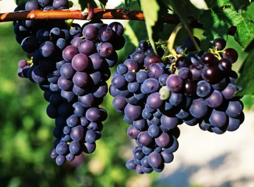 冬天可以移栽葡萄树吗