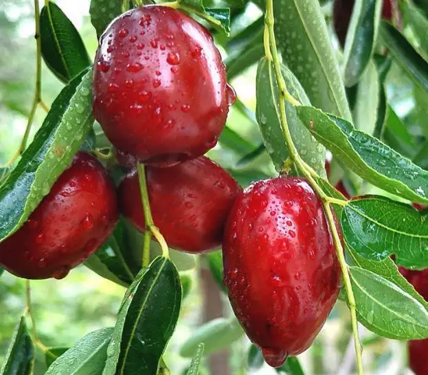 红枣树有刺的吗