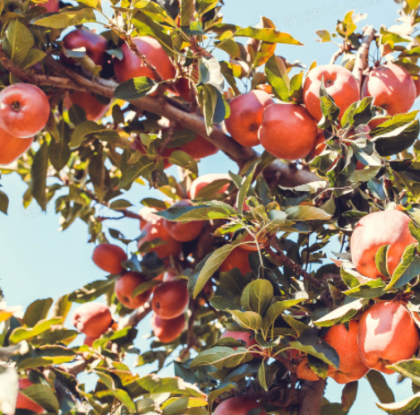 苹果树对土壤要求是什么呢