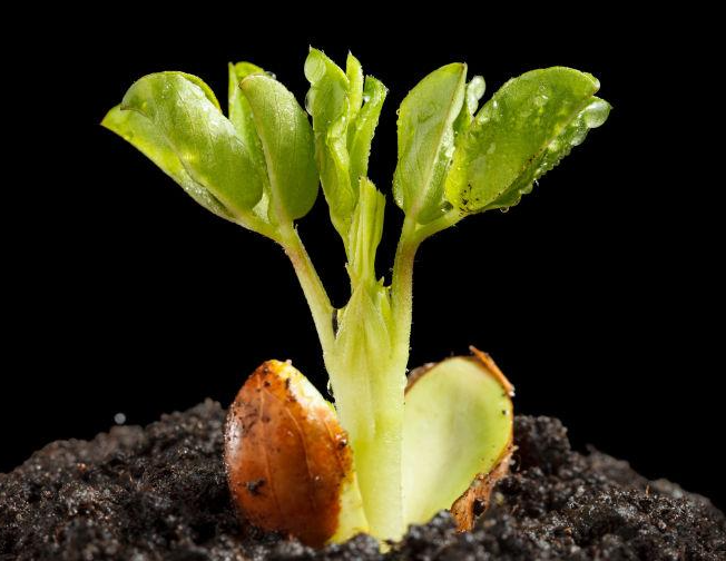 花生发芽的过程如何呢