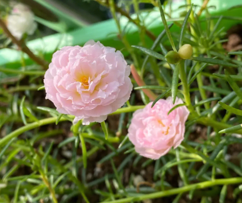 嫁接太阳花用什么砧木