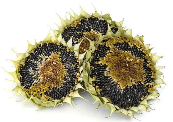 葵花籽成熟时间是什么时候呢