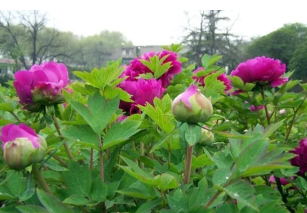 牡丹花的生长过程