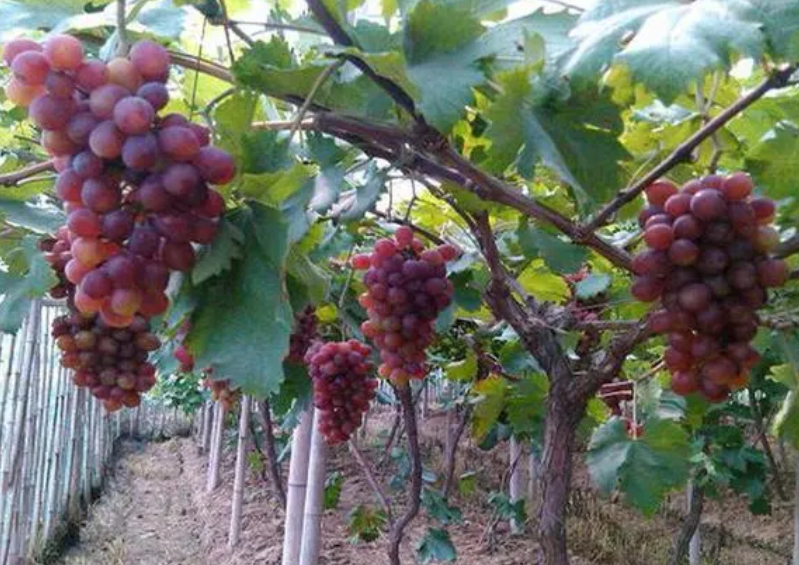 葡萄树的养殖方法和注意事项