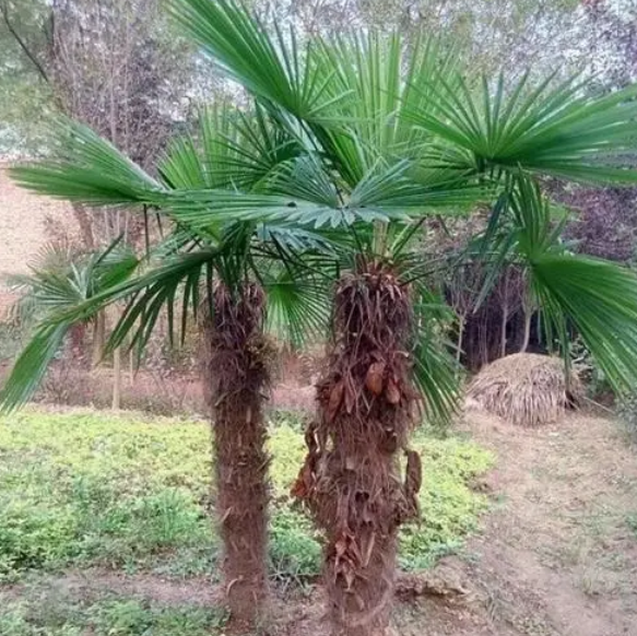 棕树在北方可以生长吗