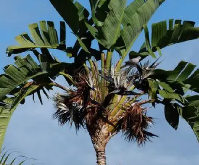 家中栽棕榈树好不好