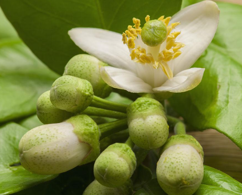 柚子开花要怎么处理才会结果