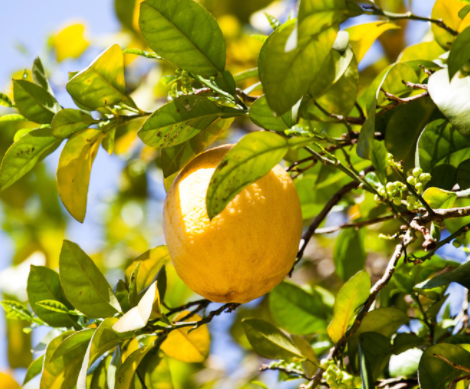 一年四季的果树有哪些