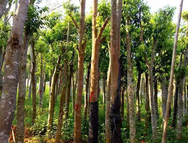 沉香树北方能种植吗