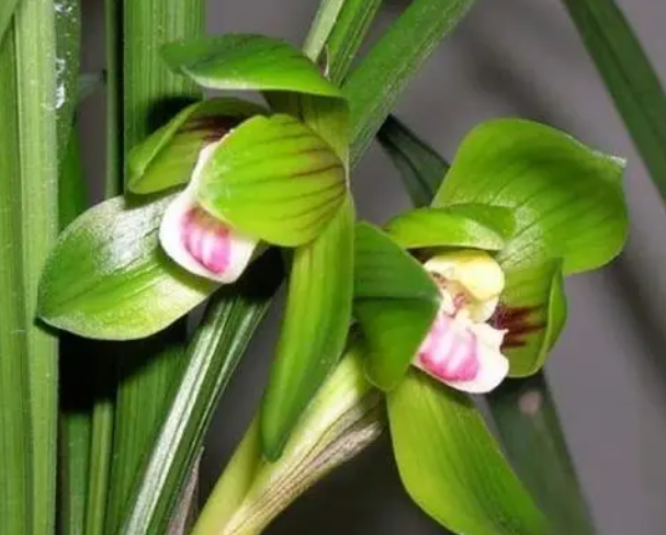 春兰宋梅几苗才可以开花