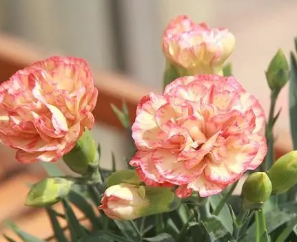 康乃馨花苞还没开就枯萎了怎么办