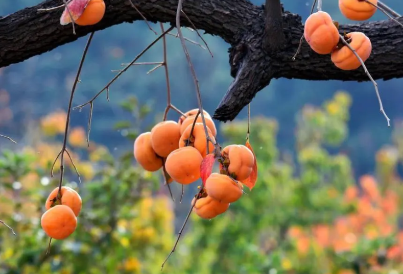 柿子树移栽注意事项是什么