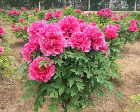 牡丹树种植方法是什么