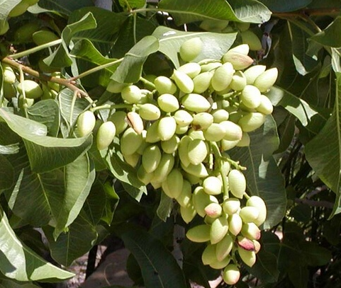 开心果树一亩种多少