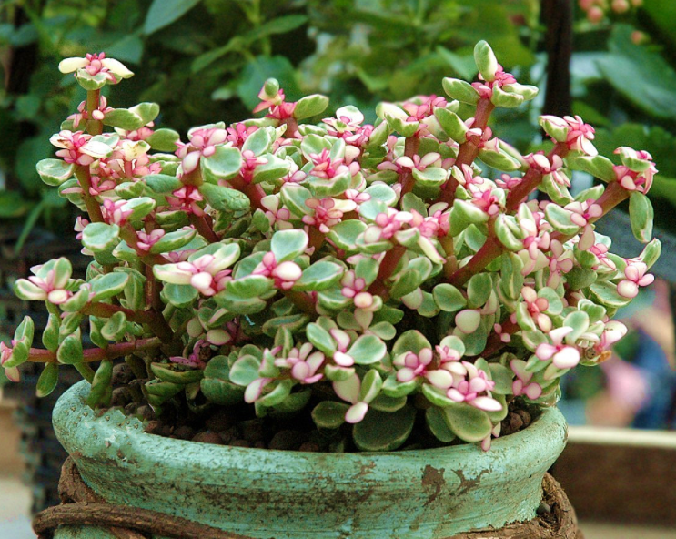 金枝玉叶花是多肉吗