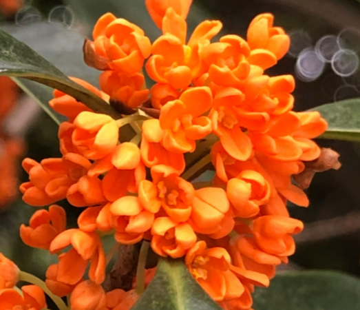 桂花送人有什么讲究