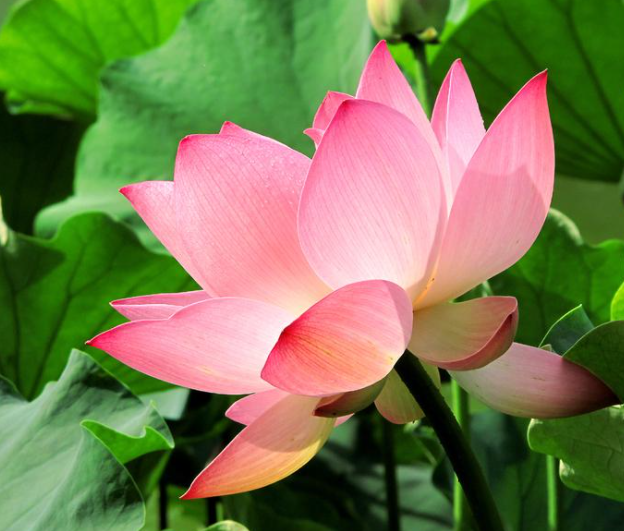 荷花是怎样生长的