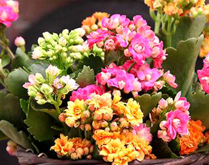 长寿花叶插水里能活吗