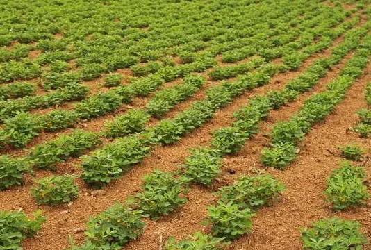 种花生用3个15复合肥好不好