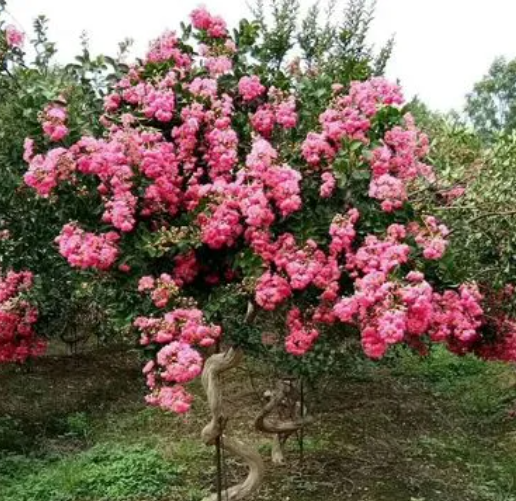 紫薇树怎么造型