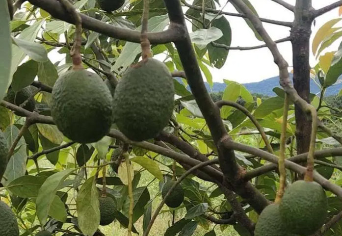 牛油果树几年能结出果