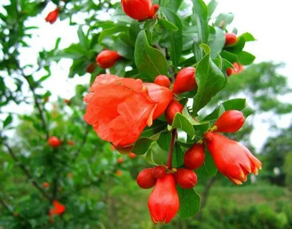 石榴花的养殖方法