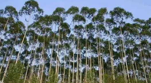 种桉树哪个月份最合适