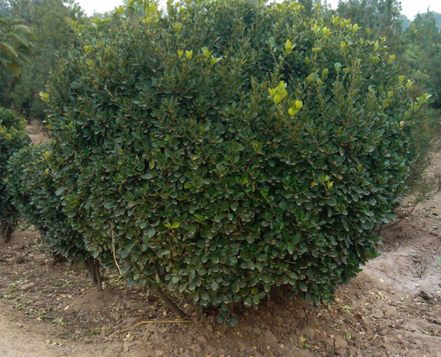 小叶黄杨大树如何种植