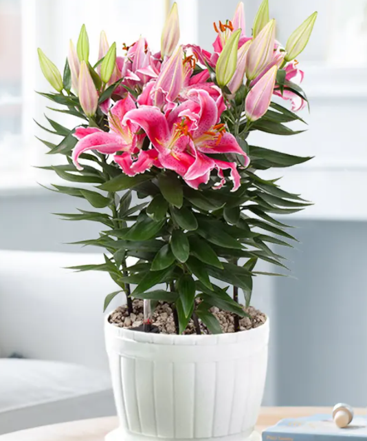 室内百合花怎么养殖