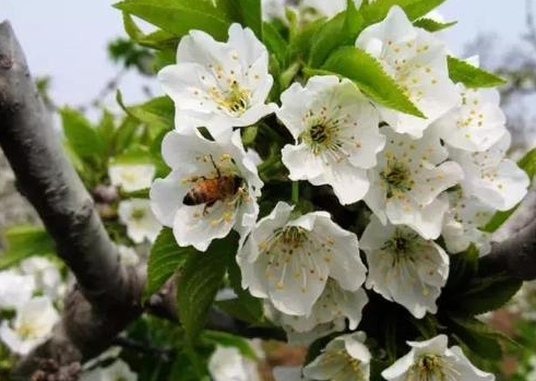 樱桃树几年开花结果