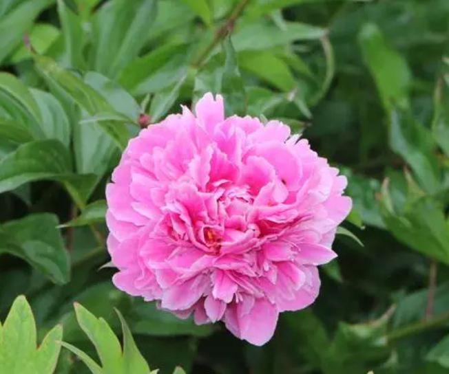 芍药花怕晒太阳吗