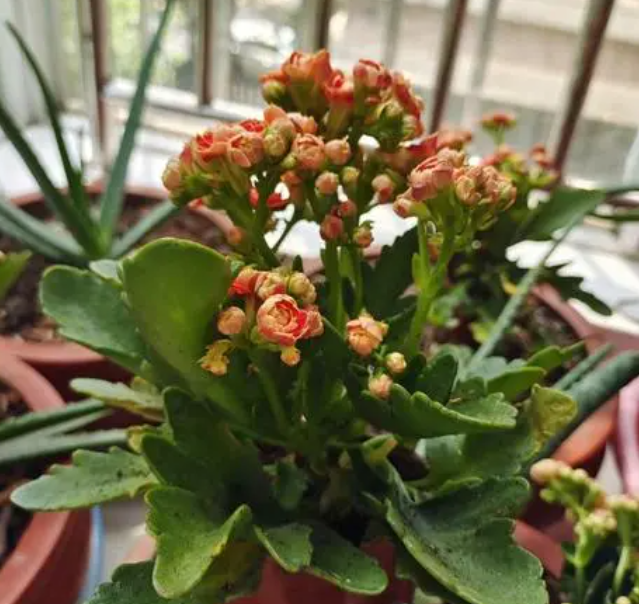 长寿花怎样修剪才会开的花更多