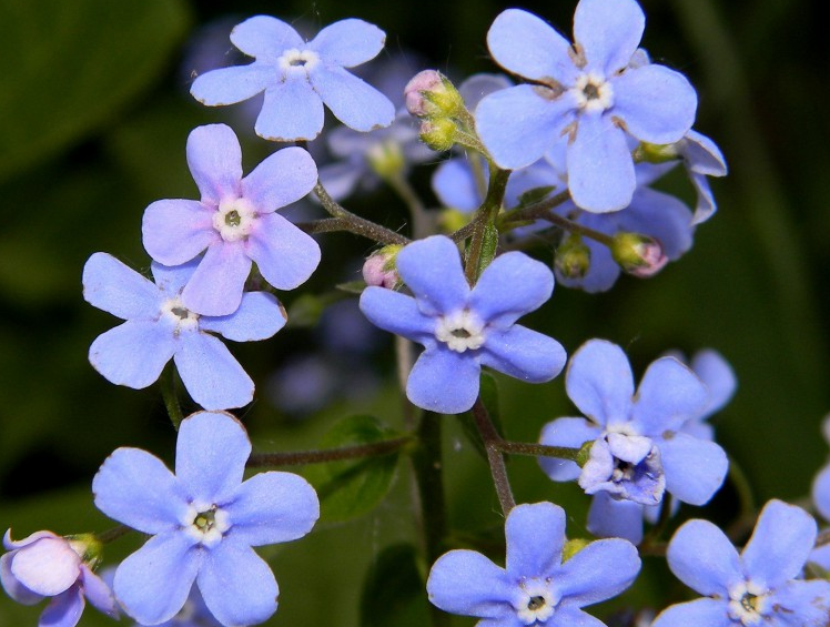 勿忘我鲜花需要醒花吗