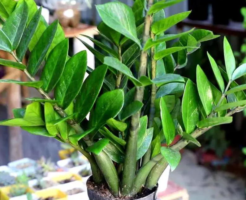 金钱树浇水方法