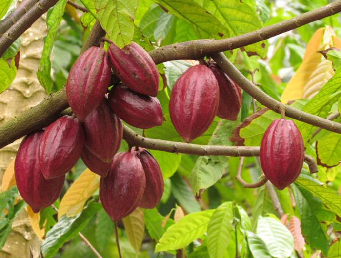 东北可以种可可树吗