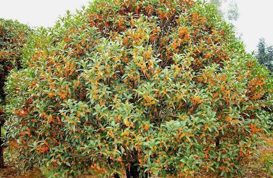 桂花树适合什么季节栽种