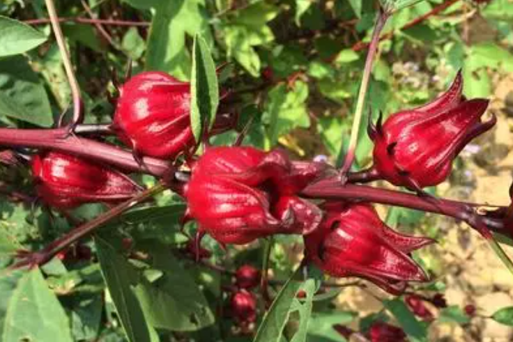 洛神花为什么叫洛神花