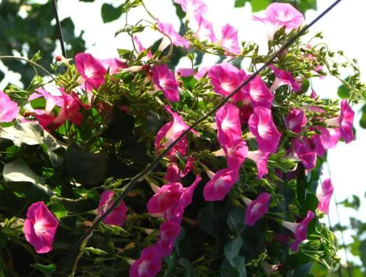 牵牛花要爬藤吗