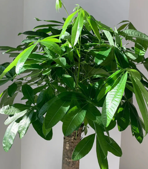 发财树如何养殖更茂盛