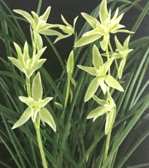 兰花的四大名兰