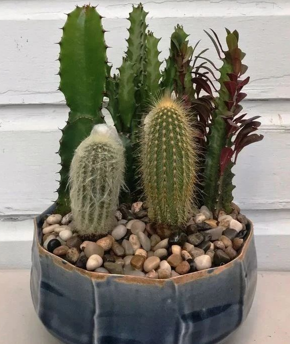 种仙人掌用什么花盆