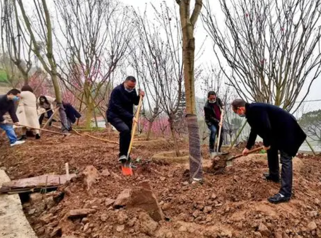 栽树一般几月份