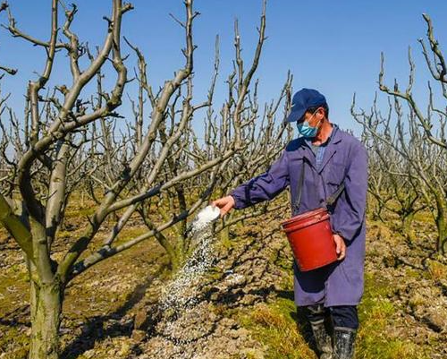 苹果树的施肥与管理